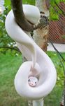  albino ambiguous_gender branch coiling cute feral grass looking_at_viewer on_branch outside photo python real reptile scalie snake solo tree white_scales wood 