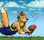  andy_dingo_wolf australian_rules_football black_pawpads blue_eyes brown_fur brown_hair canine catch clothing digital fallimar football fur grass hair hybrid male mammal pawpads paws plain_background shorts toony wolingo 