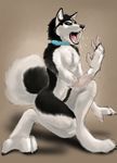  black_nose blue_eyes brown_background canine collar crouching digitigrade dog fluffy_tail fur husky latex_(artist) male mammal nude open_mouth plain_background raised_tail saliva simple_background solo teeth tongue transformation white_fur 