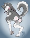  4_toes anthro anus areola big_breasts black_nose blush breasts butt canine claws collar digitigrade dog female fur hindpaw husky invalid_tag leash mammal masturbation nipples nude paws plain_background pussy raised_tail solo stoic toes 