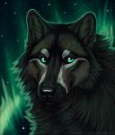 ambiguous_feral ambiguous_gender aurora_(phenomenon) black_body black_fur black_nose brown_markings canid canine canis cheek_tuft facial_tuft feral fur glistening glistening_nose heatherwolf mammal markings mouth_closed neck_tuft sky solo star teal_eyes tuft whiskers white_markings wolf