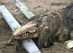  dead death photo planks real reptile rotting scalie scp-682 scp-foundation scp_containment_breach scp_foundation skull teeth 