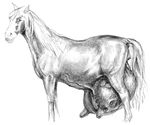  female greyscale hooves horse hyper mammal mark_stretch monochrome plain_background solo teats udders white_background 