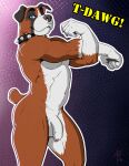 anthro ashbearfox_(artist) balls blue_eyes boxer_(dog) bulldog canid canine canis collar domestic_dog facial_piercing flaccid foreskin genitals hi_res male mammal mastiff molosser nose_piercing nose_ring nude penis piercing pinup pose ring_piercing septum_piercing solo spiked_collar spikes t-dawg! tail