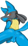  back balls butt canine half-closed_eyes jackal kk8812a looking_at_viewer looking_back lucario male mammal nintendo penis plain_background pok&#233;mon pok&eacute;mon raised_tail red_eyes solo video_games white_background 