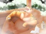  beverage chubby feline flaccid gay hot_tub kemono male mammal neko_jo nude penis sake solo tiger 