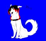  animal_ears black_clothing blue_background canine collar dog female hair multi-colored_hair plain_background red_eyes white_body wolfsrain yana 