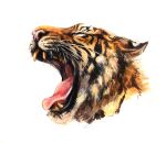  animal_focus closed_eyes from_side highres kenket no_humans open_mouth original portrait realistic simple_background solo tiger white_background 