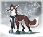  canine coffee conditional_dnp cup feral fox male mammal nightfox scarf snow solo tani_da_real winter 