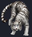  blue_eyes cat feline feral fur mammal octobertiger plain_background tiger white_fur white_tiger 