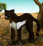 black_fur blue_eyes brown_fur cat feline feral fur grass mammal nature octobertiger outside tree white_fur wood 