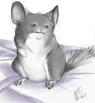  chinchilla cute fluffy fluffy_tail grey_fur rodent simple_background 