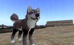 &quot;second avatar canine coyote dog fox hills life&quot; male sand wastelands whisper wolf zifanwe 