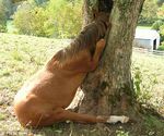  equine feral hooves horse low_res mammal outside real scenery solo stuck trapped tree 