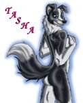  black_fur blue_eyes border_collie breasts butt canine covering_breasts dog female fur invalid_tag looking_at_viewer mammal manicsfan plain_background raised_tail solo standing tasha white_background white_fur 