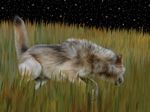  canine claws ebon_lupus male mammal night pos-stalking raised_tail realistic sheath stalking stars tall_grass wolf 