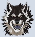  aluminemsiren angry black_fur black_nose canine fur grey_background looking_at_viewer male mammal orion orion_(aluminemsiren) plain_background red_eyes solo teeth tongue white_fur wolf 