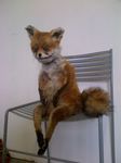  adele_morse anthro canine fox lol_comments looking_at_viewer mammal nightmare_fuel photo plushie real safe sitting solo stoned stoned_fox taxidermy what_has_science_done where_is_your_god_now 