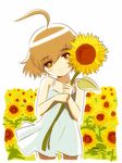  ahoge bad_id bad_pixiv_id blush_stickers brown_hair child dress field flower flower_field jitsudan last_order orange_eyes smile solo sundress sunflower to_aru_kagaku_no_railgun to_aru_majutsu_no_index 