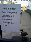  goose humor sign text webbed_feet 