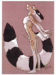  anthro balls butt cacomistle chest_tuft chester_ringtail_magreer erection fluffy_tail fur long_tail looking_up male mammal penis pink_nose plain_background pose ringed_tail side_view solo standing stretching terrie_smith tuft 
