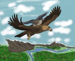 bird eagle falcon feral flying golden_eagle male peregrine_falcon sawyer uppmap123 