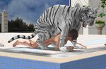  all_fours bestiality doggy_position doggystyle feline female feral from_behind human human_on_feral interspecies male mammal pussy_on_pussy sex straight tiger unknown_artist white_tiger 