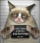  cat.police criminal english_text feline female feral frown line looking_at_viewer mammal mug photoshop real sauce.grumpy shot tardar_sauce tardtar text up. 