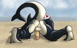  &lt;3 anthro anus ass_up balls beach biceps black_skin butt cetacean erection hindpaw humanoid_penis jeddroo male mammal marine muscles nude orca paws penis plantigrade presenting presenting_hindquarters sand seaside soles solo whale 