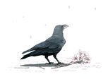  black_eyes cherry_blossoms crow flower jungle_crow monochrome no_humans original petals seo_tatsuya shadow simple_background spot_color 