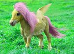 eruanna female feral fluttershy_(mlp) friendship_is_magic horse mammal my_little_pony pegasus pony real solo wings 