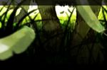  bad_id bad_pixiv_id blurry depth_of_field grass no_humans tokoroten_(hmmuk) touhou tree trojan_green_asteroid when_you_see_it 