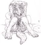  animal_genitalia anthro arms_above_head balls black_and_white black_nose butt canine canine_penis claws erection eye_closed eyes_closed hindpaw knot looking_at_viewer male mammal monochrome nude open_mouth paws penis pillow semiotica sitting solo thighs 