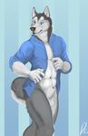  animal_genitalia anthro balls biceps blue_eyes bottomless canine canine_penis claws clothed clothing dog flacci flaccid fur grey_fur half-dressed husky ill_dingo male mammal muscles open_shirt pecs penis pose sheath shirt solo standing white_fur 