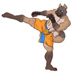  action_pose akita anthro biceps blue_eyes canine clothed clothing dog fight fingerless_gloves fur gloves gym_shorts half-dressed kick kickboxing leather male mammal muscles pecs pose shorts sofakinggood solo topless 
