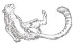  cheetah feline female feral mammal pussy sketch solo spread_legs spreading toradoshi 