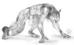 all_fours anthro balls blotch canine claws digitigrade fluffy_tail hair hindpaw loincloth male mammal monochrome pawpads paws plain_background sheath solo toe_claws translucent transparent_clothing white_background 