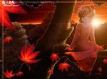  aki_shizuha autumn hair_ornament in_tree leaf leaf_hair_ornament lens_flare short_hair sitting sitting_in_tree solo sunset touhou tree uraomote 