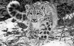  ambiguous_gender feline feral fluffy greyscale hi_res leopard long_tail looking_at_viewer mammal monochrome outside photo real snow snow_leopard unknown_artist wallpaper whiskers winter 