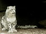  ambiguous_gender feline feral fluffy hi_res leopard long_tail maddog1138 maddog1138_(artist) mammal sitting snow_leopard solo wallpaper whiskers 