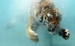  claws fangs feline hi_res mammal pawpads photo real swimming tiger underwater unknown_artist water whiskers 