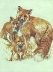  beast canine coyote cup feral fox kits 