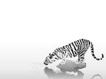  ambiguous_gender crouching feline feral greyscale hi_res mammal monochrome solo tiger unknown_artist wallpaper water whiskers 