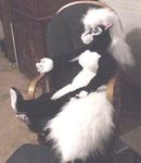  hair james_m_hardiman mammal nude plushie skunk solo white_hair 