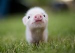  cutnes_overload did_i_say_cute_? eys food fur grass looking_at_viewer mammal nose outside pig piggy porcine real solo young 