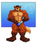  abs anthro beard biceps big_muscles brown_fur brown_hair bulge canine claws clothed clothing da_boz facial_hair flexing fox fur hair half-dressed looking_at_viewer male mammal muscles nipples orange_eyes orange_fur pecs pose solo speedo standing swimsuit toe_claws topless underwear 