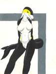  cetacean common_dolphin dolphin dreigiau-arian female genital_slit hanna mammal mammary_slits marine pinup pose slit 