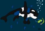  cetacean feral male mammal marine maxime-jeanne orca transformation whale 
