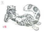  breasts feline female kacey leopard lying mammal nude on_back sketch snow_leopard solo 