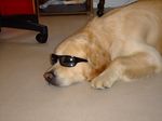  canine chair deity dog eyewear feral floor male mammal maxime-jeanne solo sunglasses 